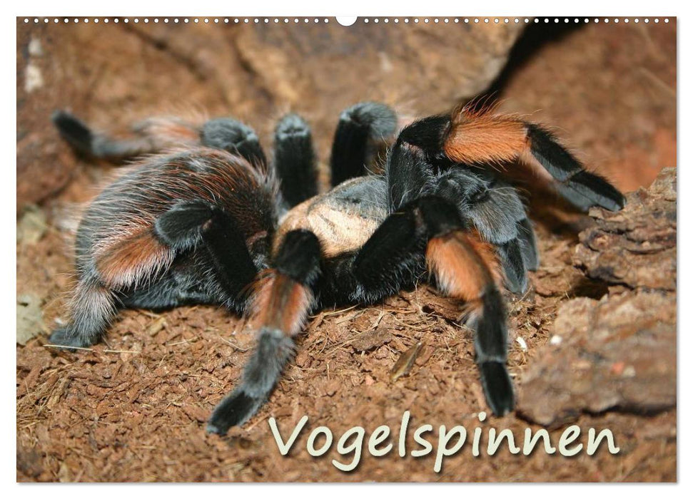 Vogelspinnen (CALVENDO Wandkalender 2026)