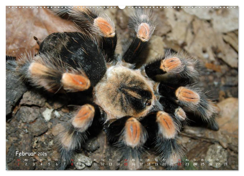 Vogelspinnen (CALVENDO Wandkalender 2026)