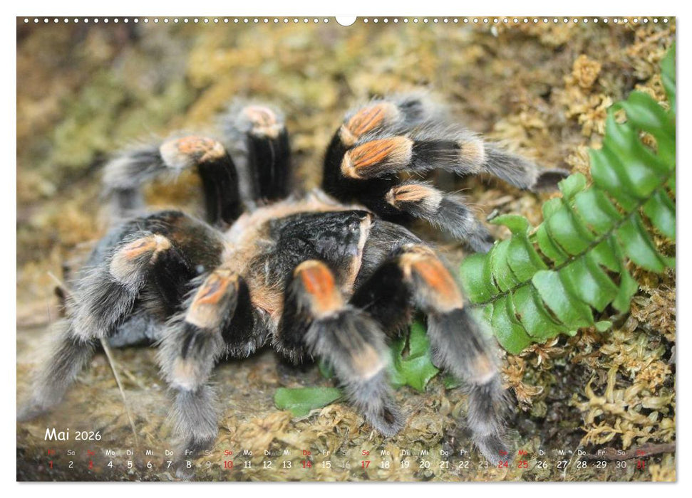 Vogelspinnen (CALVENDO Wandkalender 2026)