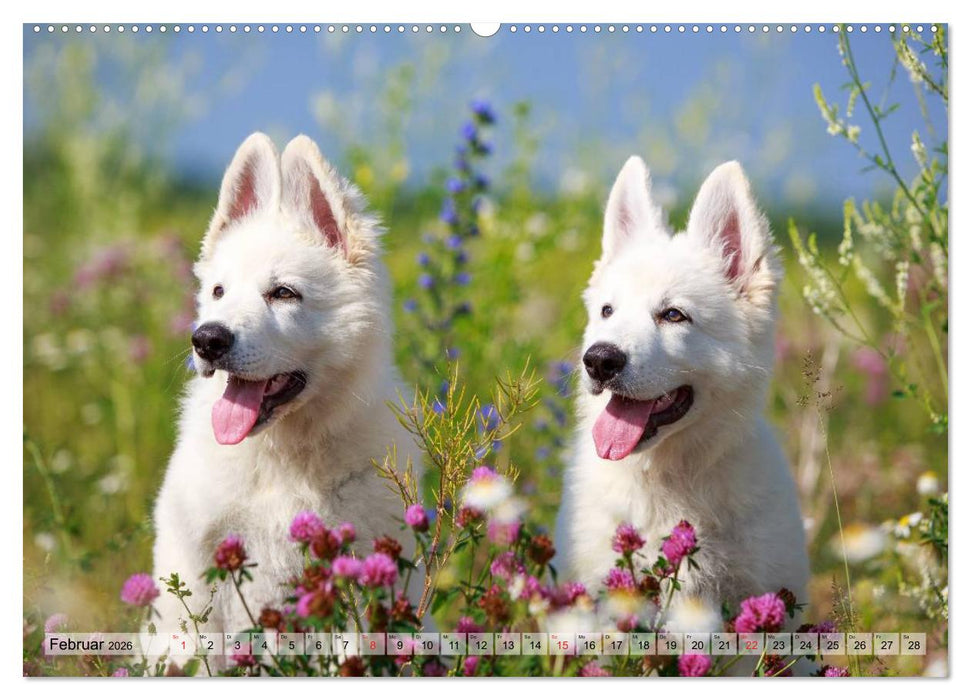 Beste Freunde - Bezaubernde Tierfreundschaften (CALVENDO Premium Wandkalender 2026)