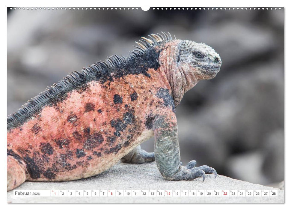 Galapagos. Verzauberte Inseln (CALVENDO Wandkalender 2026)