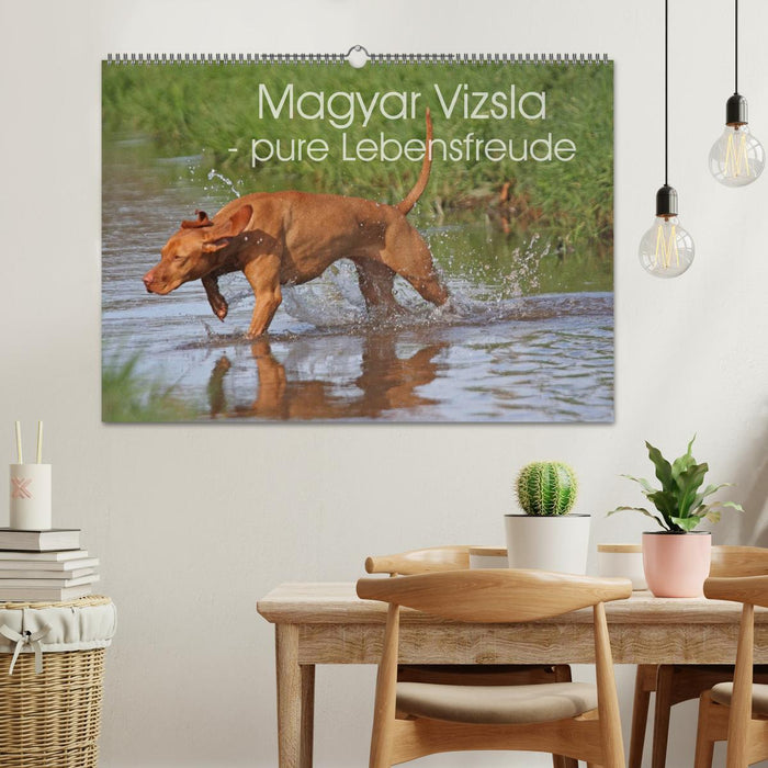 Magyar Vizsla - pure Lebensfreude (CALVENDO Wandkalender 2026)