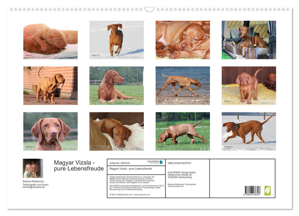 Magyar Vizsla - pure Lebensfreude (CALVENDO Wandkalender 2026)