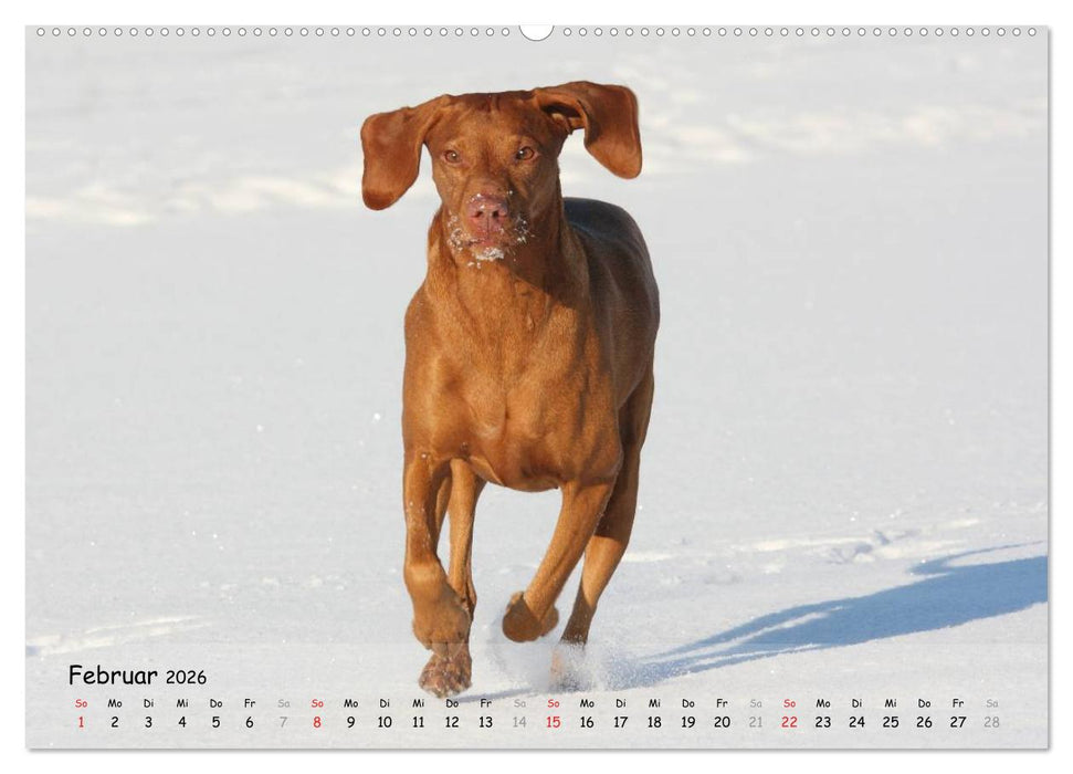Magyar Vizsla - pure Lebensfreude (CALVENDO Wandkalender 2026)