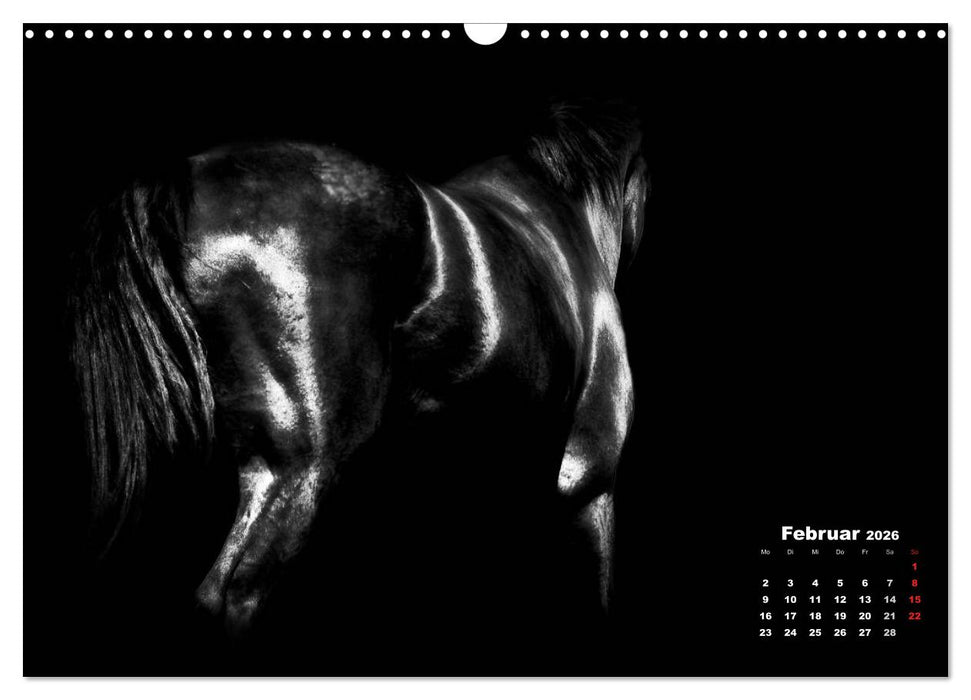 Pferde zwischen Licht und Schatten (CALVENDO Wandkalender 2026)