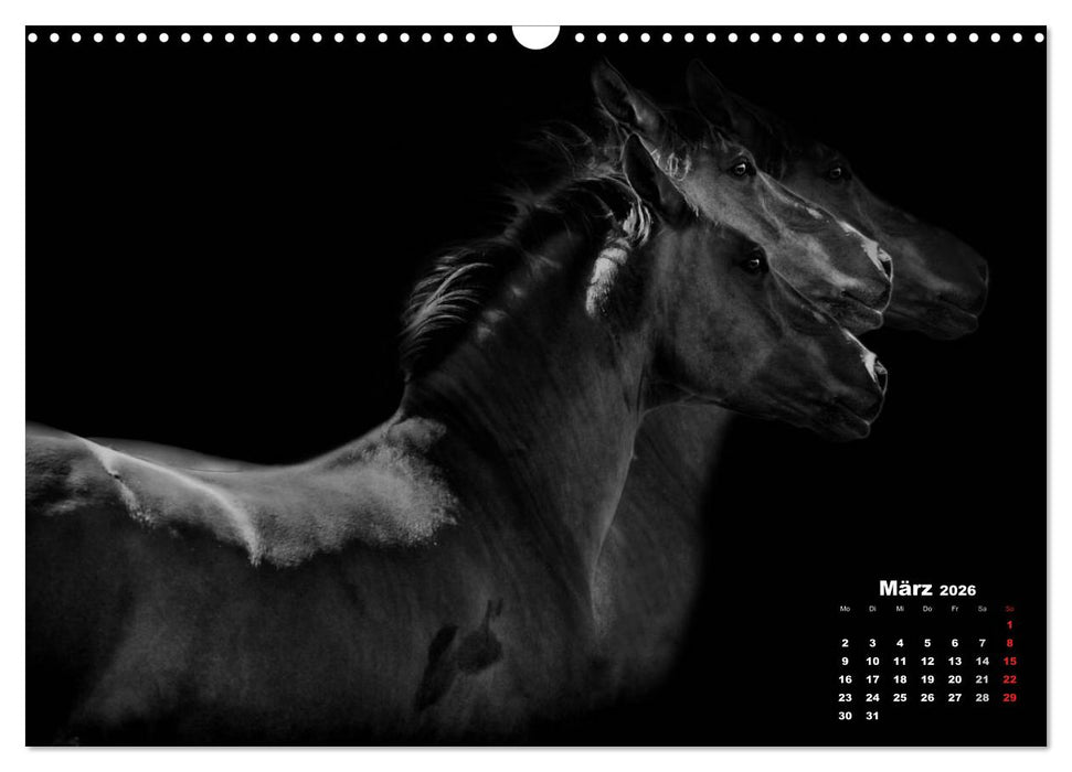 Pferde zwischen Licht und Schatten (CALVENDO Wandkalender 2026)