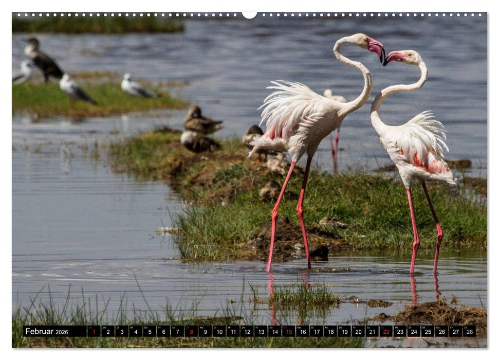 Wildes Leben in Afrika (CALVENDO Premium Wandkalender 2026)