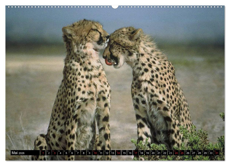 Wildes Leben in Afrika (CALVENDO Premium Wandkalender 2026)