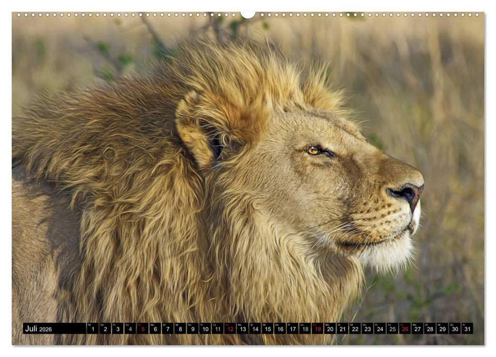 Wildes Leben in Afrika (CALVENDO Premium Wandkalender 2026)