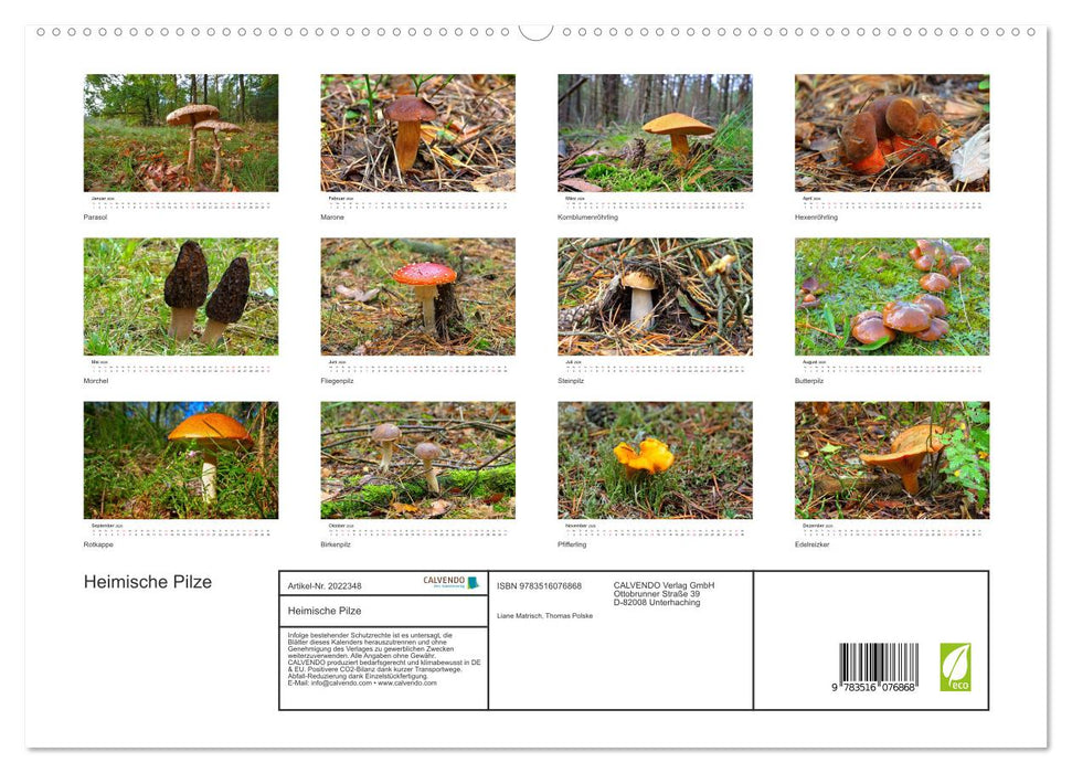 Heimische Pilze (CALVENDO Premium Wandkalender 2026)