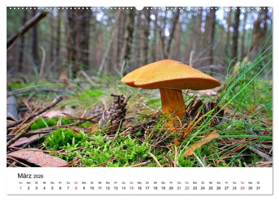 Heimische Pilze (CALVENDO Premium Wandkalender 2026)