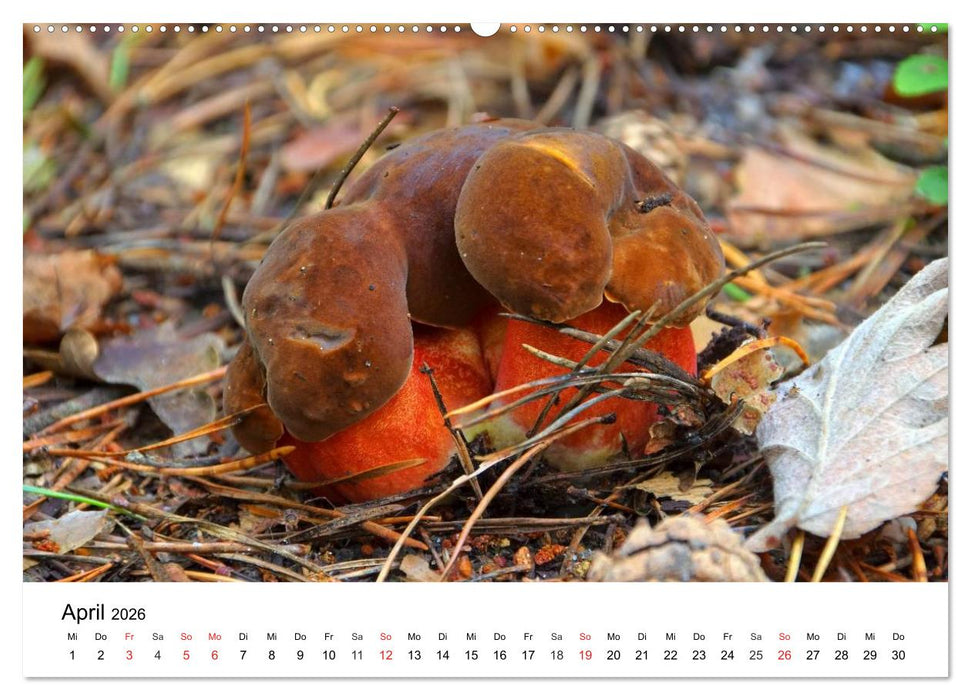 Heimische Pilze (CALVENDO Premium Wandkalender 2026)