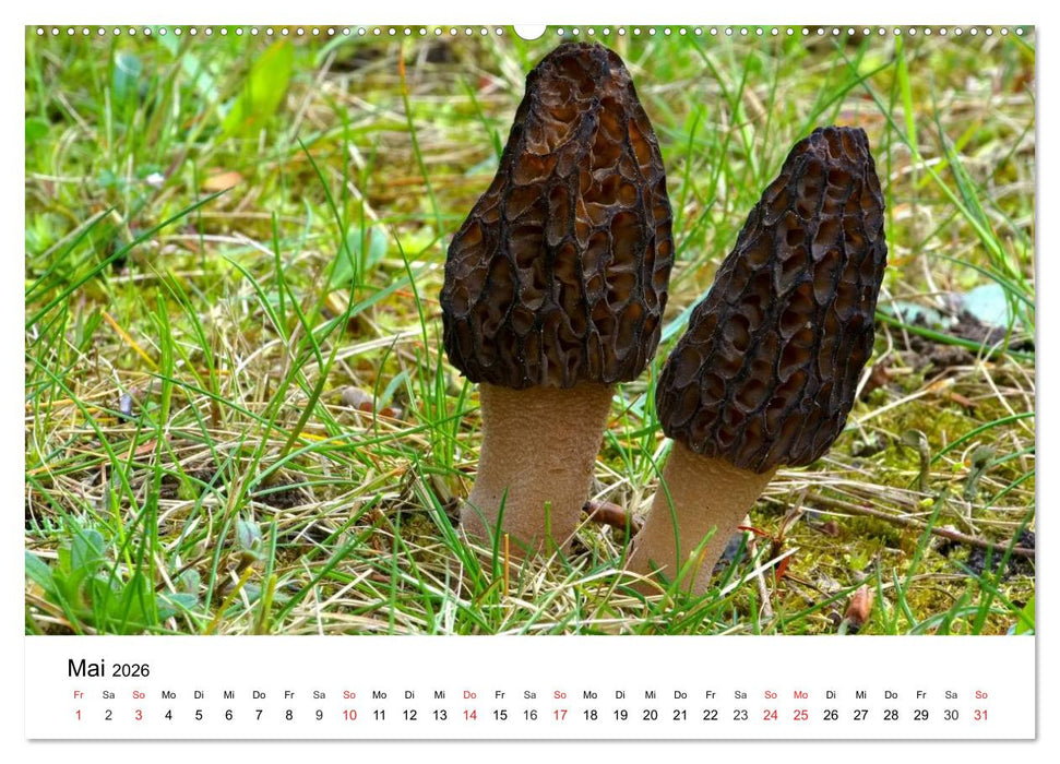 Heimische Pilze (CALVENDO Premium Wandkalender 2026)