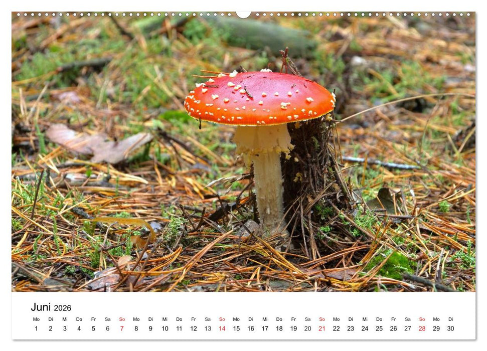 Heimische Pilze (CALVENDO Premium Wandkalender 2026)