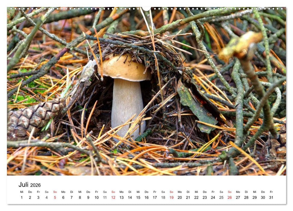 Heimische Pilze (CALVENDO Premium Wandkalender 2026)