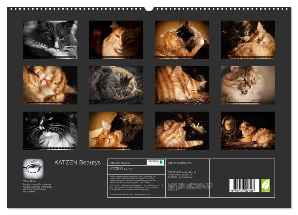KATZEN Beautys (CALVENDO Premium Wandkalender 2026)