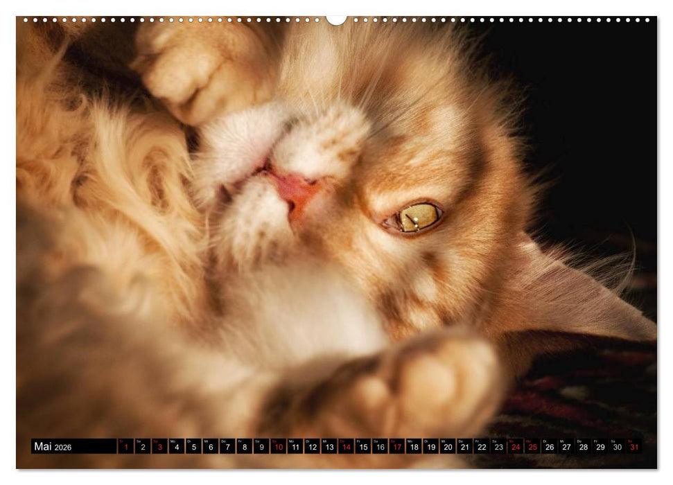 KATZEN Beautys (CALVENDO Premium Wandkalender 2026)