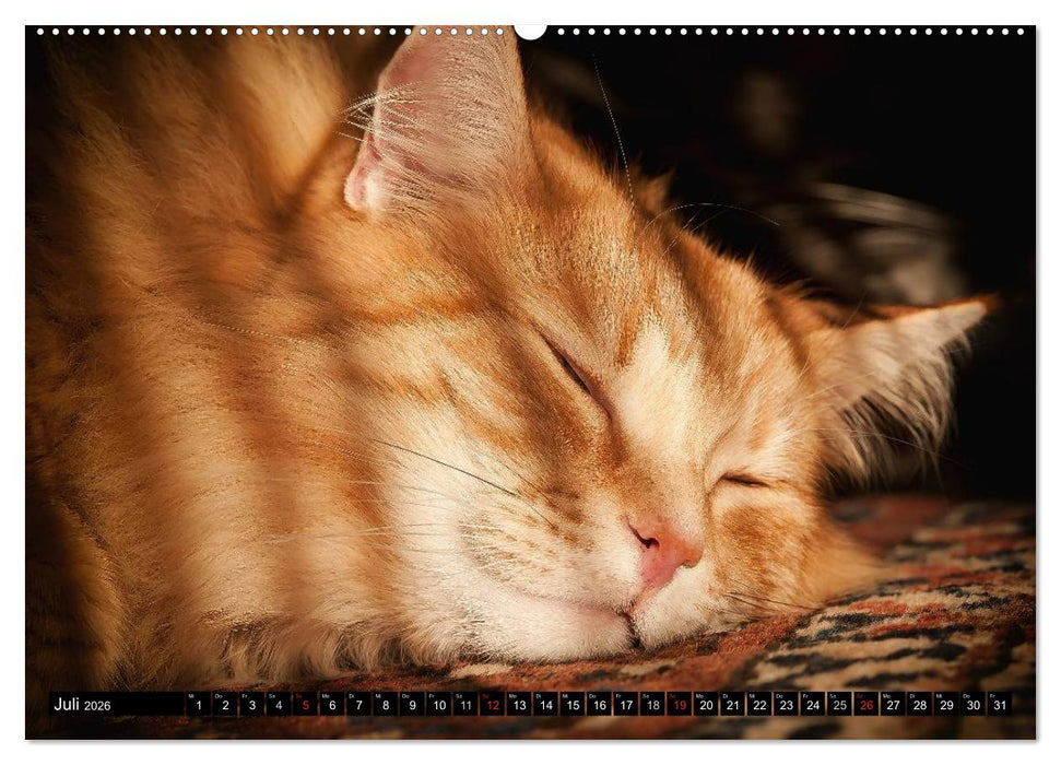 KATZEN Beautys (CALVENDO Premium Wandkalender 2026)