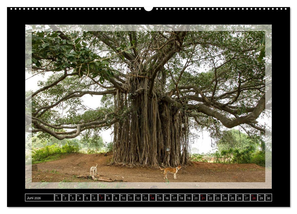 Kerala - Impressionen aus Südindien (CALVENDO Premium Wandkalender 2026)