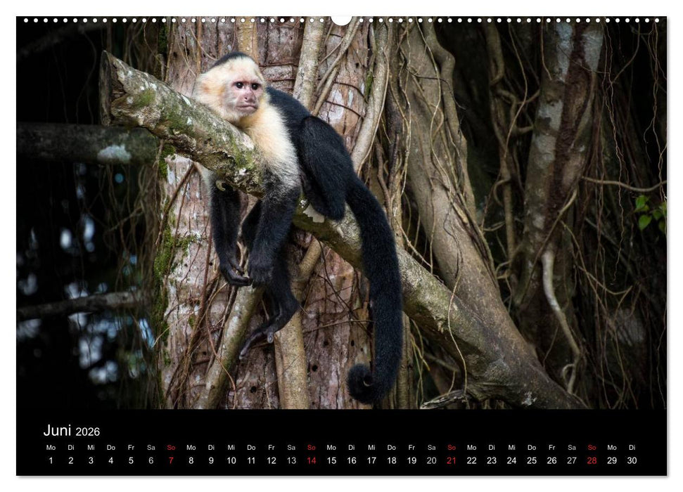 Costa Rica. Faszinierende Tierwelt (CALVENDO Wandkalender 2026)