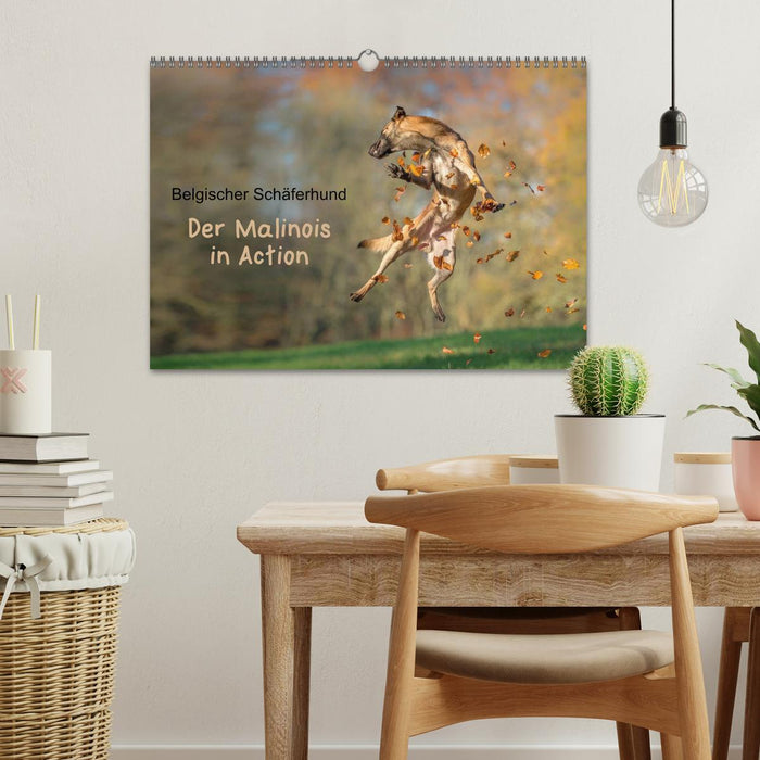 Belgischer Schäferhund - Der Malinois in Action (CALVENDO Wandkalender 2026)