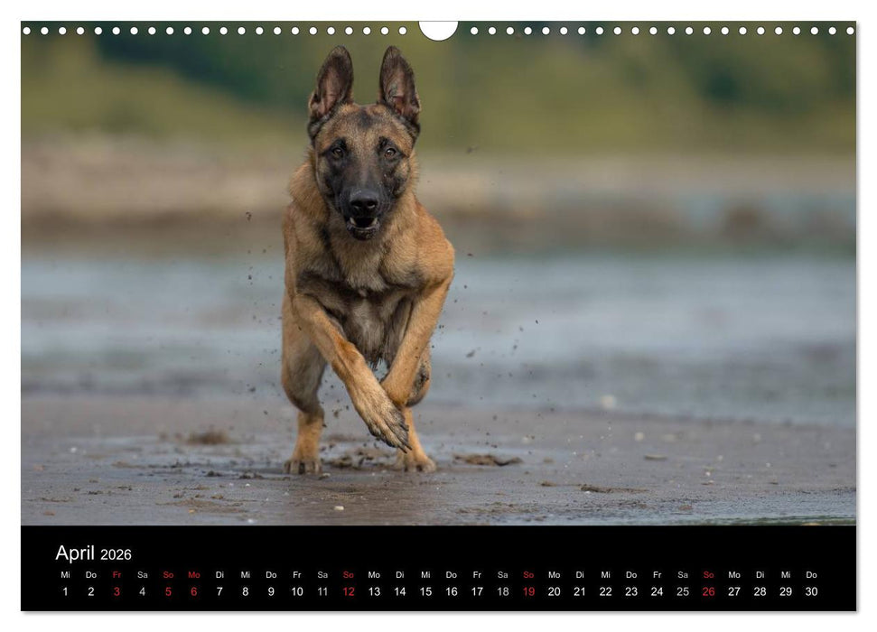 Belgischer Schäferhund - Der Malinois in Action (CALVENDO Wandkalender 2026)