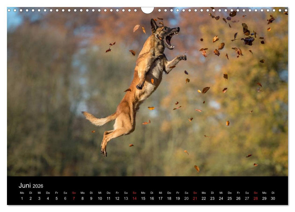 Belgischer Schäferhund - Der Malinois in Action (CALVENDO Wandkalender 2026)
