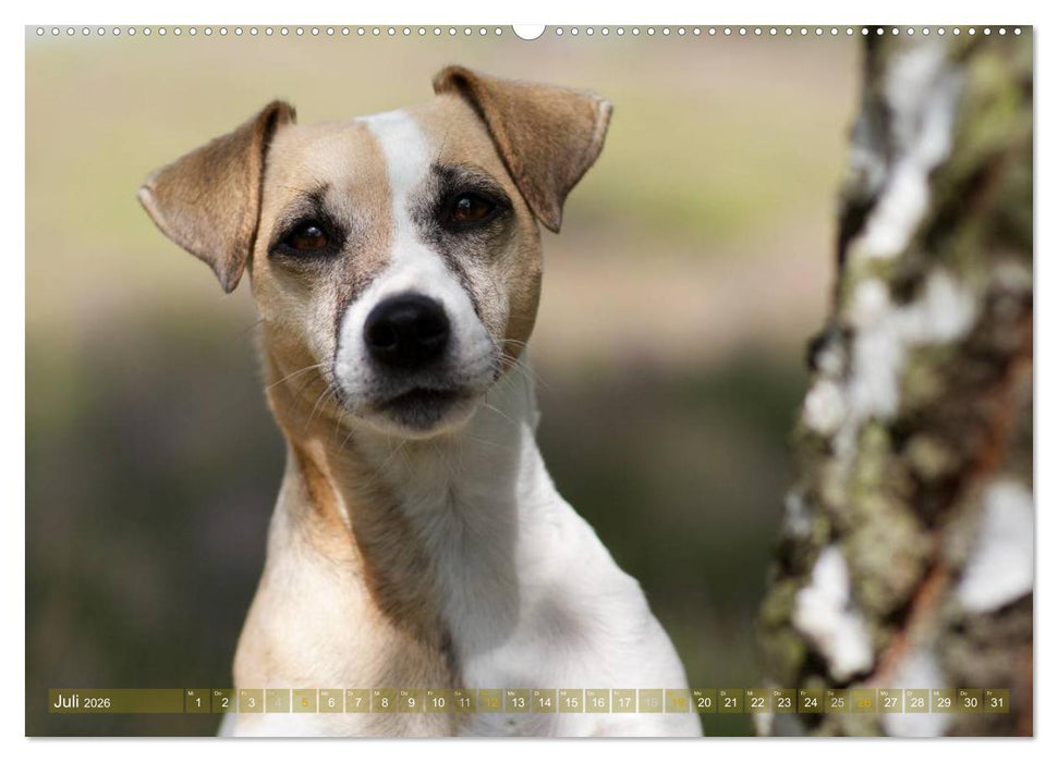 Faszination Terrier (CALVENDO Premium Wandkalender 2026)