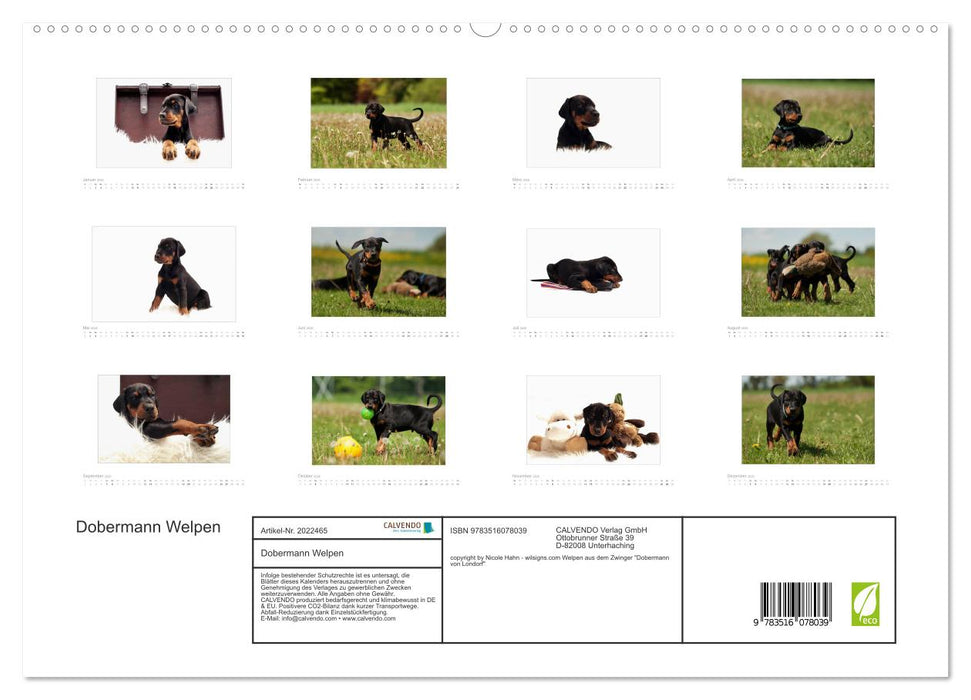 Dobermann Welpen (CALVENDO Premium Wandkalender 2026)