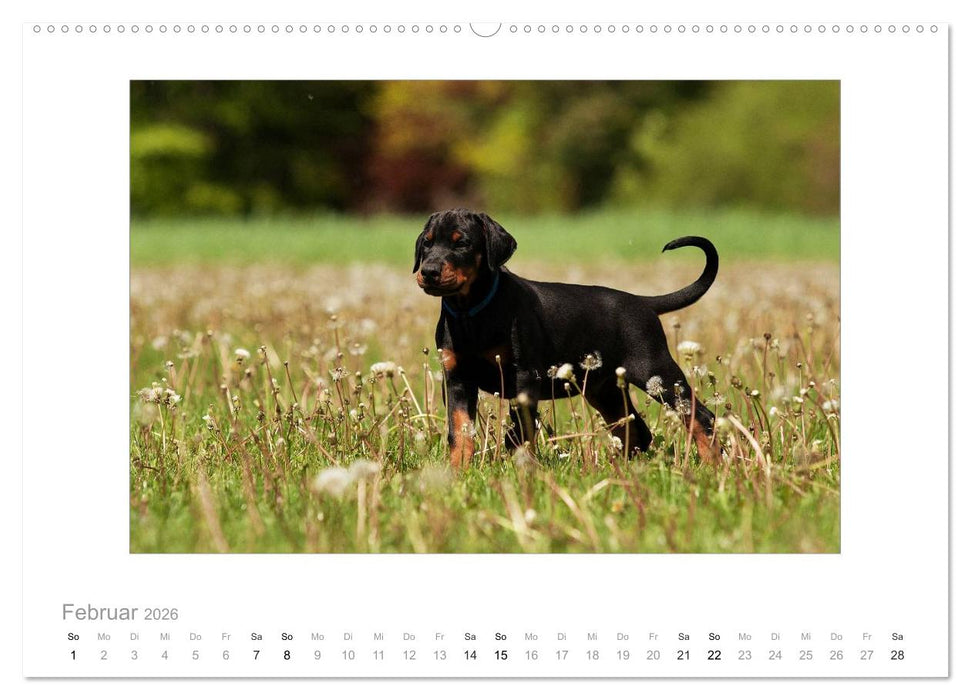 Dobermann Welpen (CALVENDO Premium Wandkalender 2026)