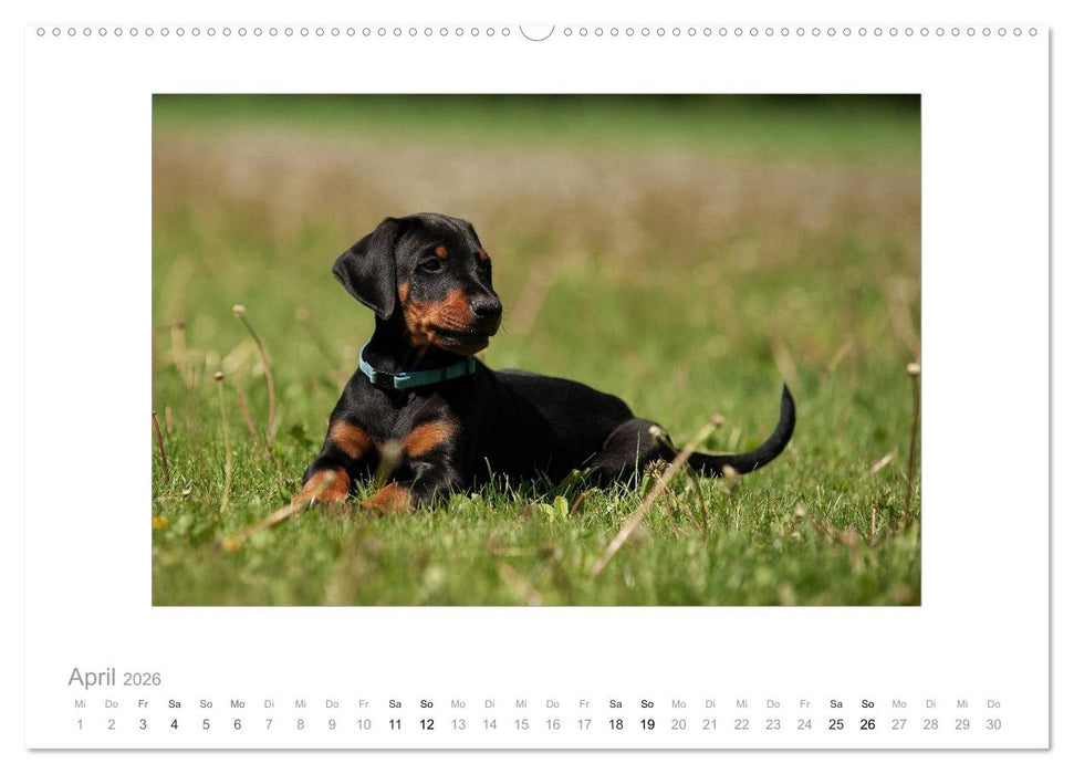 Dobermann Welpen (CALVENDO Premium Wandkalender 2026)