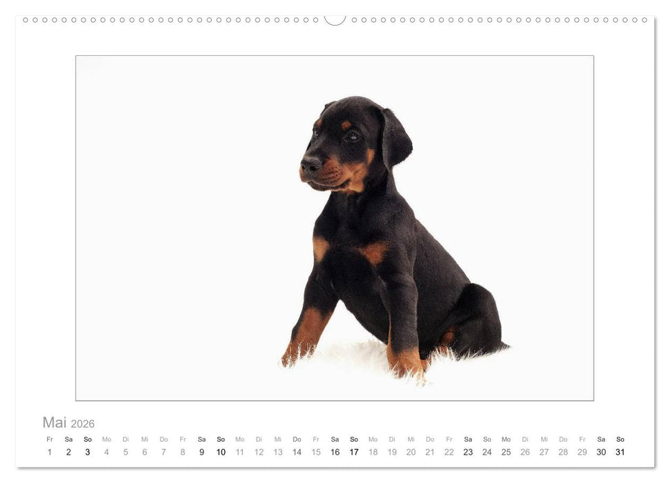 Dobermann Welpen (CALVENDO Premium Wandkalender 2026)