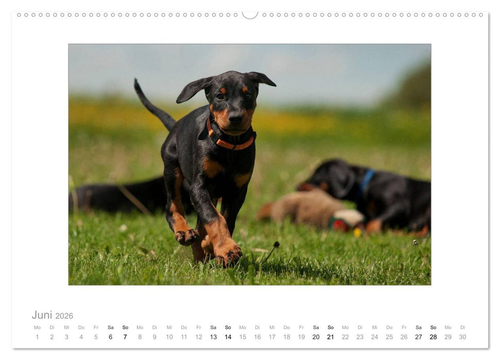 Dobermann Welpen (CALVENDO Premium Wandkalender 2026)