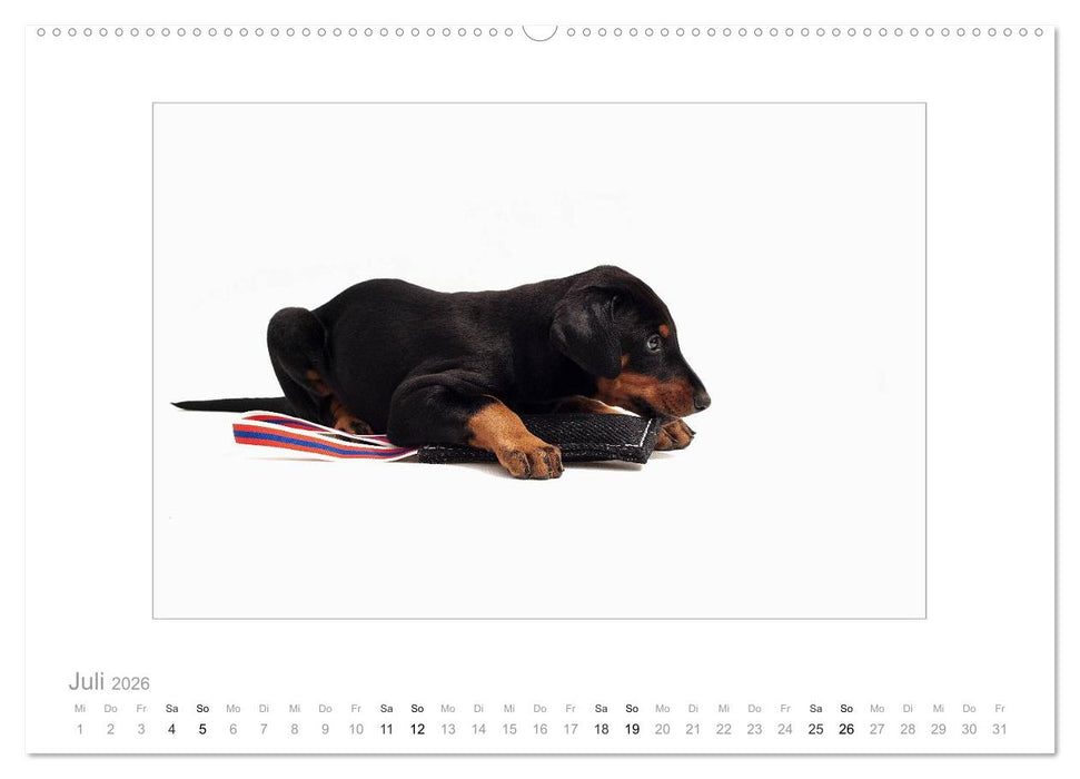 Dobermann Welpen (CALVENDO Premium Wandkalender 2026)