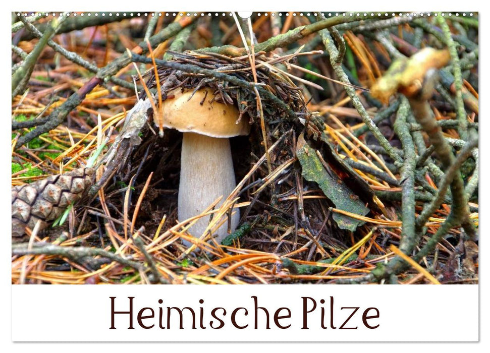 Heimische Pilze (CALVENDO Wandkalender 2026)