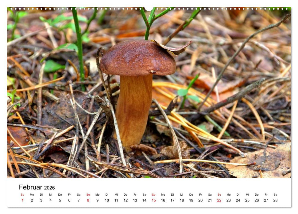Heimische Pilze (CALVENDO Wandkalender 2026)