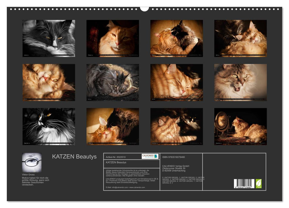 KATZEN Beautys (CALVENDO Wandkalender 2026)