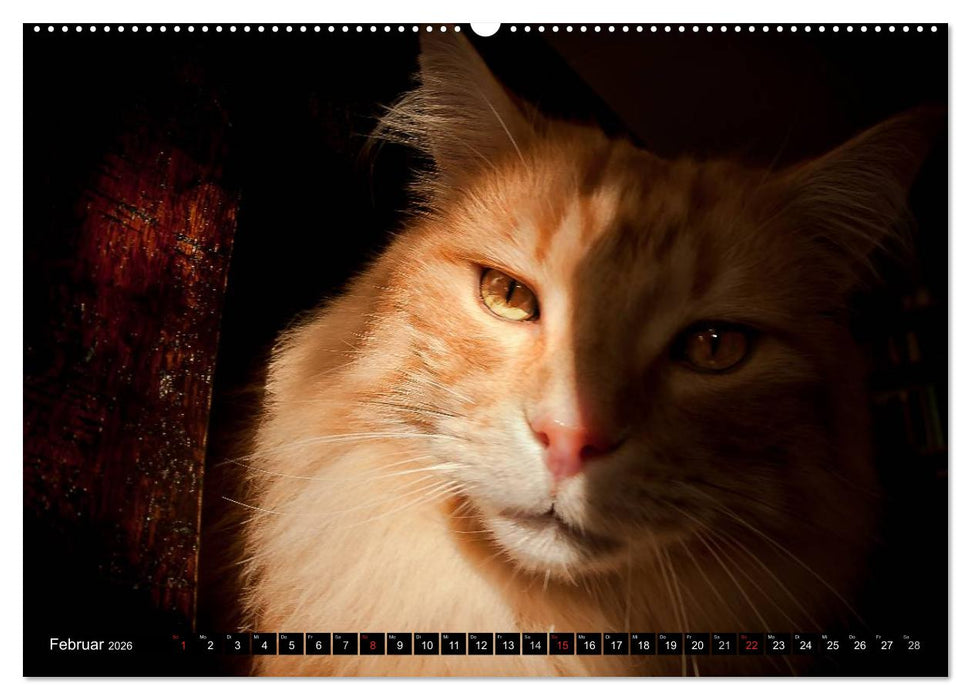 KATZEN Beautys (CALVENDO Wandkalender 2026)