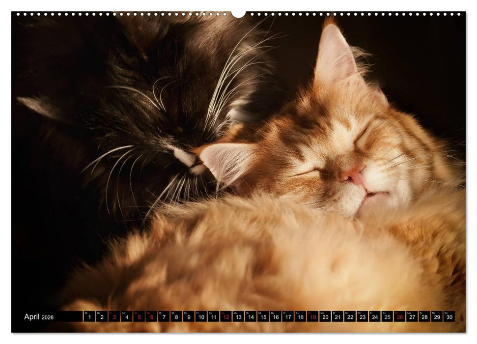 KATZEN Beautys (CALVENDO Wandkalender 2026)
