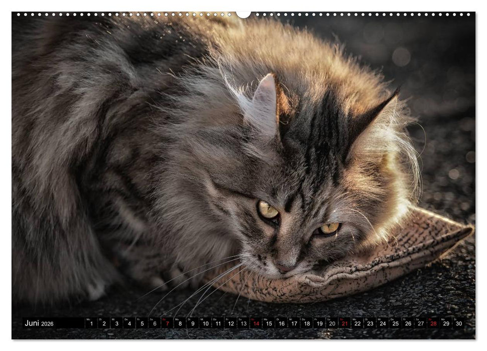 KATZEN Beautys (CALVENDO Wandkalender 2026)