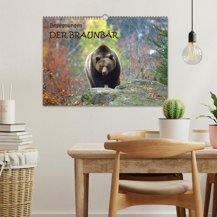 Begegnungen DER BRAUNBÄR (CALVENDO Wandkalender 2026)