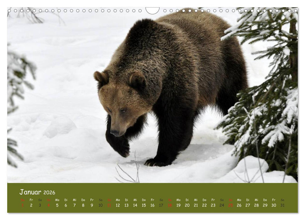 Begegnungen DER BRAUNBÄR (CALVENDO Wandkalender 2026)