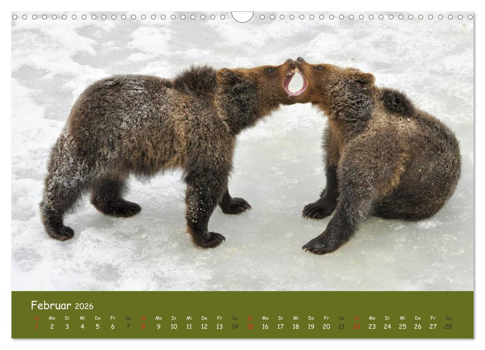 Begegnungen DER BRAUNBÄR (CALVENDO Wandkalender 2026)