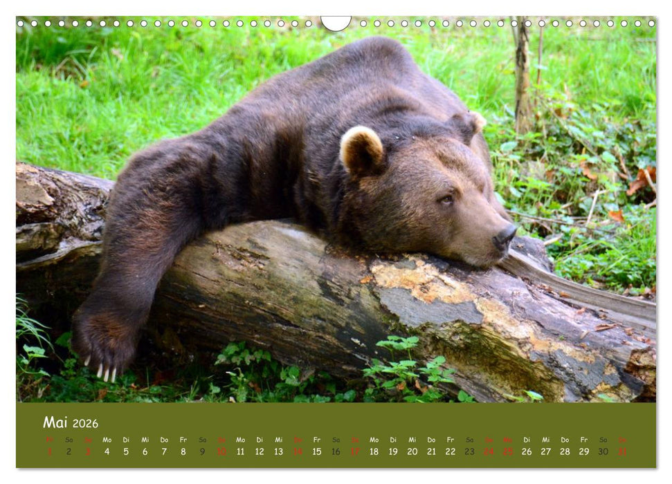 Begegnungen DER BRAUNBÄR (CALVENDO Wandkalender 2026)