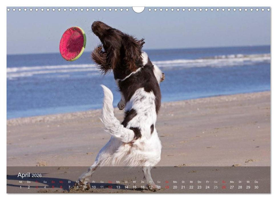 Kleiner Münsterländer Vorstehhund (CALVENDO Wandkalender 2026)