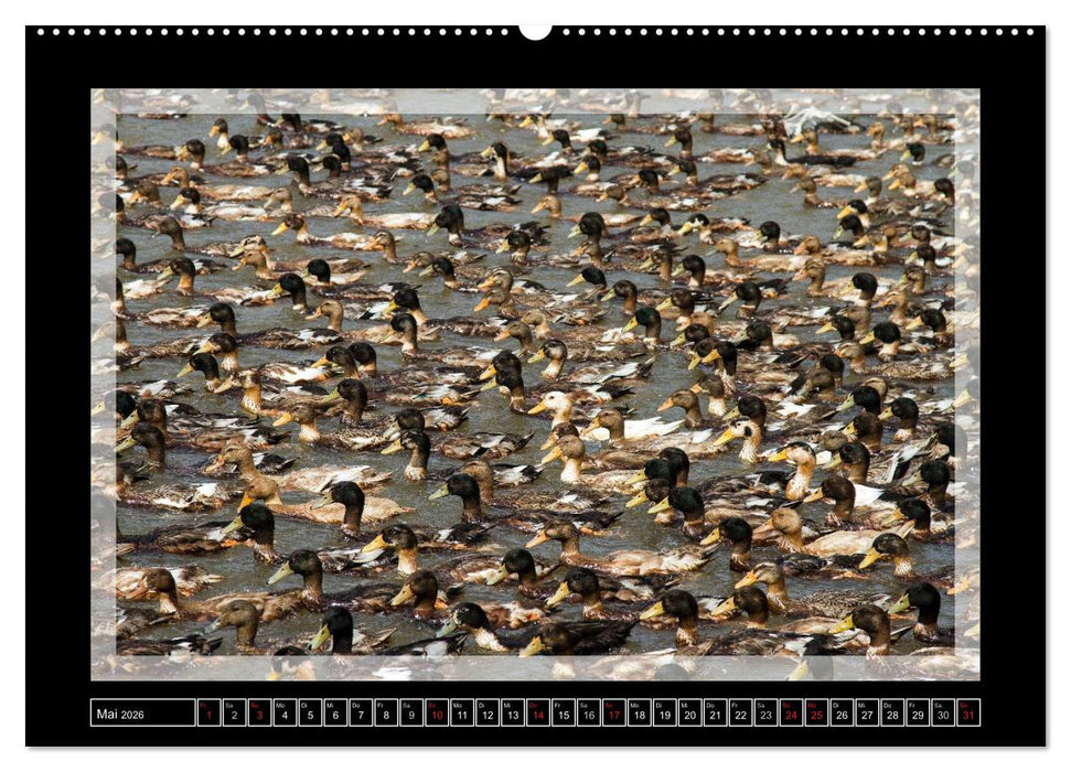 Kerala - Impressionen aus Südindien (CALVENDO Wandkalender 2026)