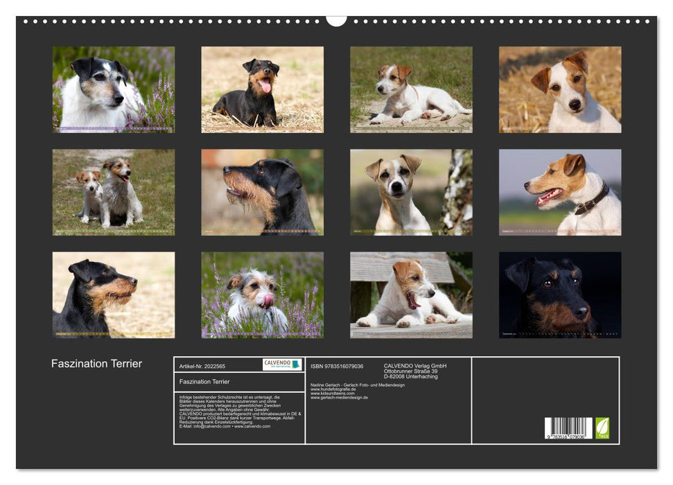 Faszination Terrier (CALVENDO Wandkalender 2026)
