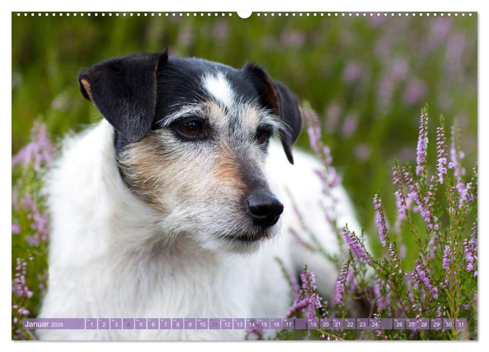 Faszination Terrier (CALVENDO Wandkalender 2026)