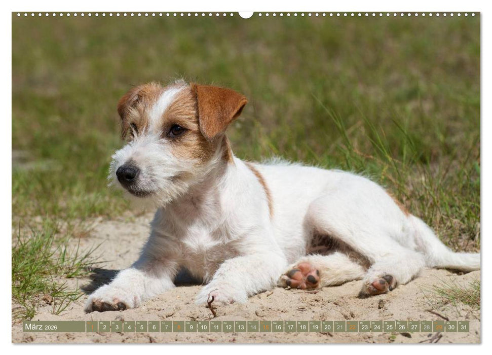 Faszination Terrier (CALVENDO Wandkalender 2026)