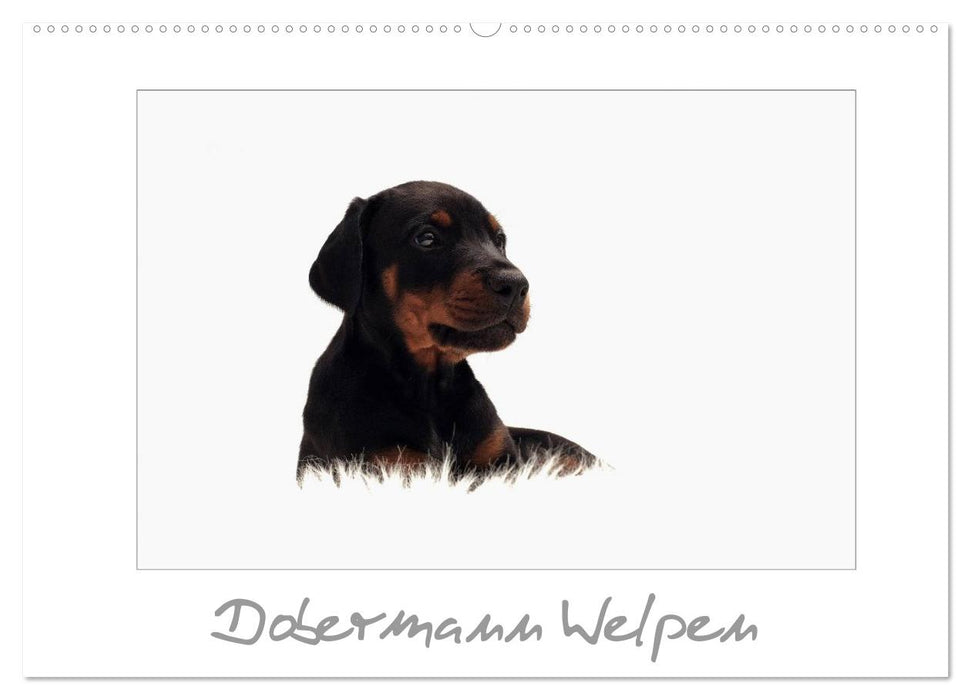 Dobermann Welpen (CALVENDO Wandkalender 2026)
